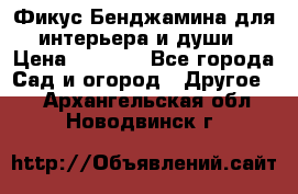 Фикус Бенджамина для интерьера и души › Цена ­ 2 900 - Все города Сад и огород » Другое   . Архангельская обл.,Новодвинск г.